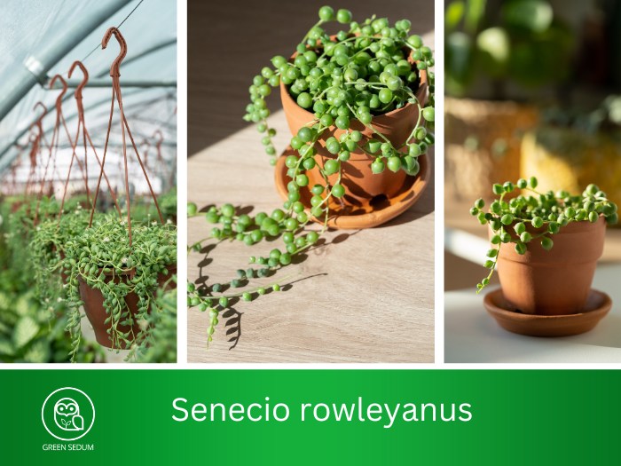 Senecio rowleyanus