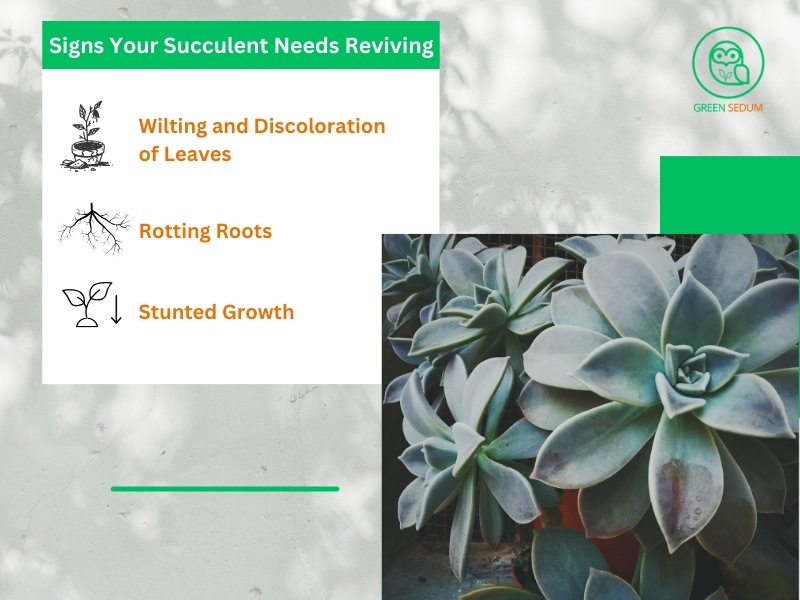 Signs Your Succulent Needs Reviving