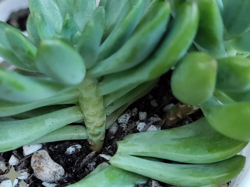 How to Revive an Overwatered Succulent