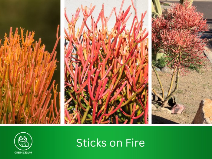 Sticks on Fire (Euphorbia tirucalli 'Sticks on Fire')