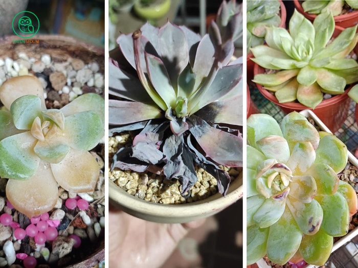 Succulent Sun Damage How to Prevent and Treat BANNER