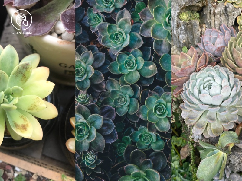 The Ultimate Guide_ How to Revive a Succulent in 5 Simple Steps