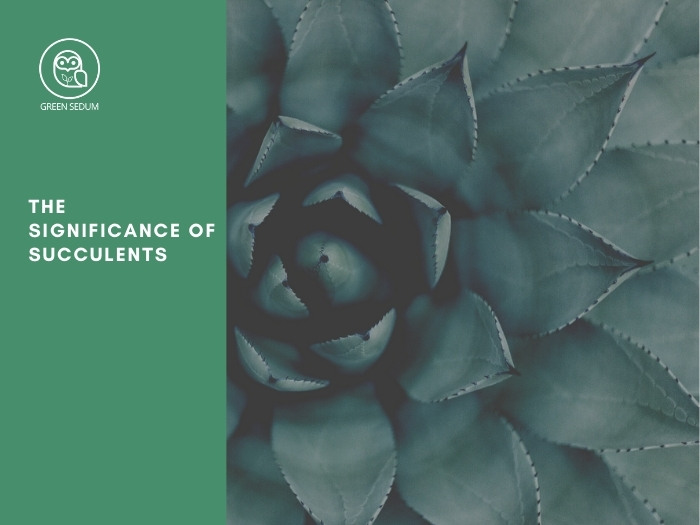 The significance of succulents