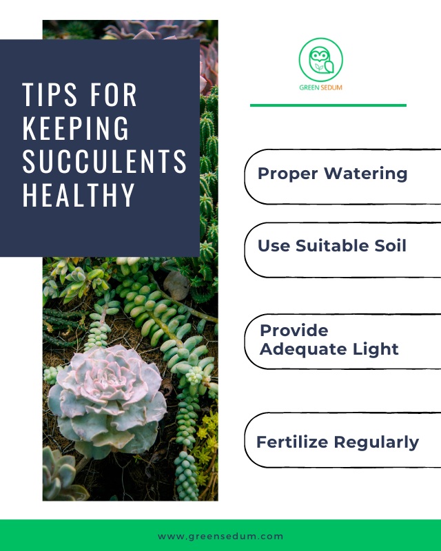 Tips for Keeping Succulents Healthy