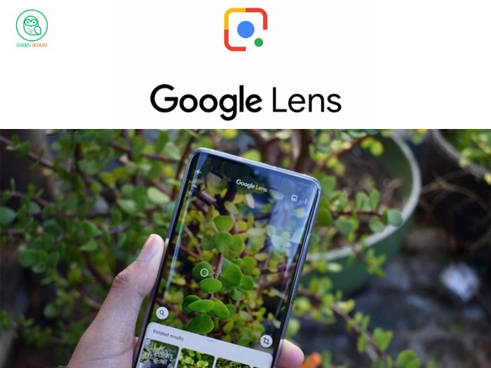 Tools and Apps for Succulent Identification Google Lens