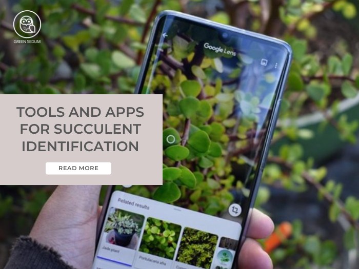 Tools and Apps for Succulent Identification