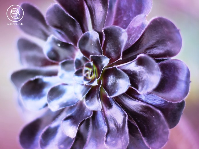 Top 5 Purple Succulents & How to Care for Them