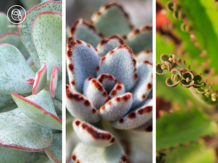 Top 7 Toxic Succulents That Can Harm Your Pets