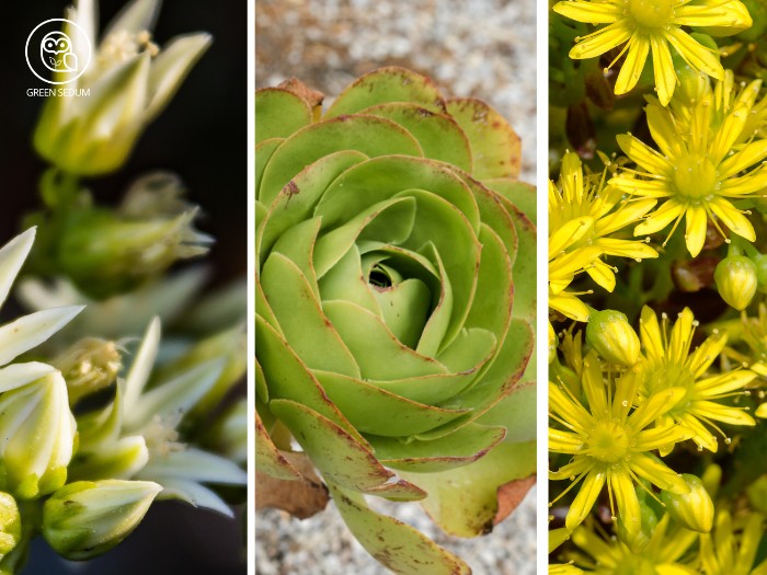 What Are Monocarpic Succulents_ Understanding Their Lifecycle