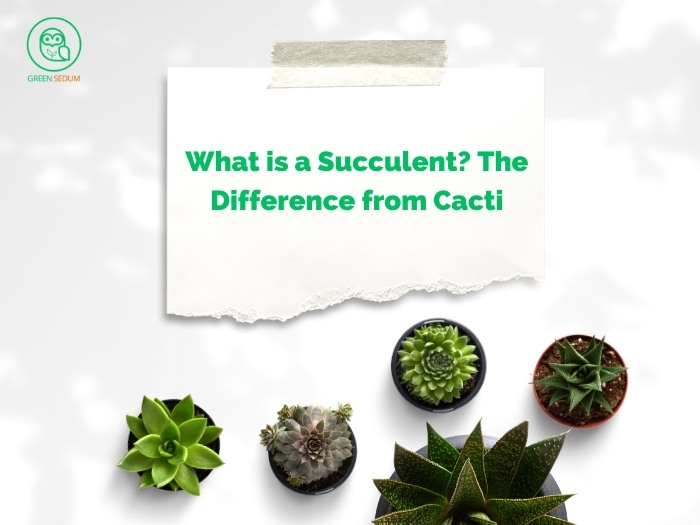 What is a Succulent_ The Difference from Cacti