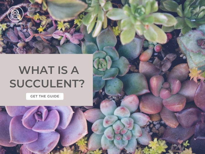 What is a succulent