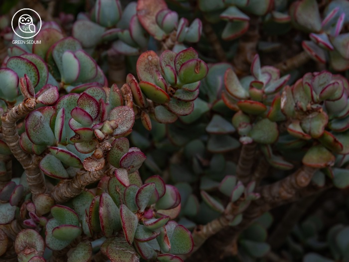 Why Do Summer Dormant Succulents Go Dormant_ And How to Help Them