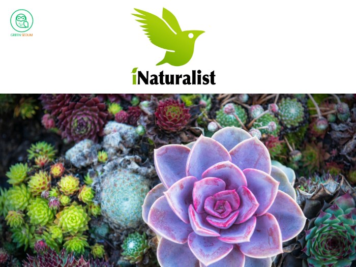 iNaturalist