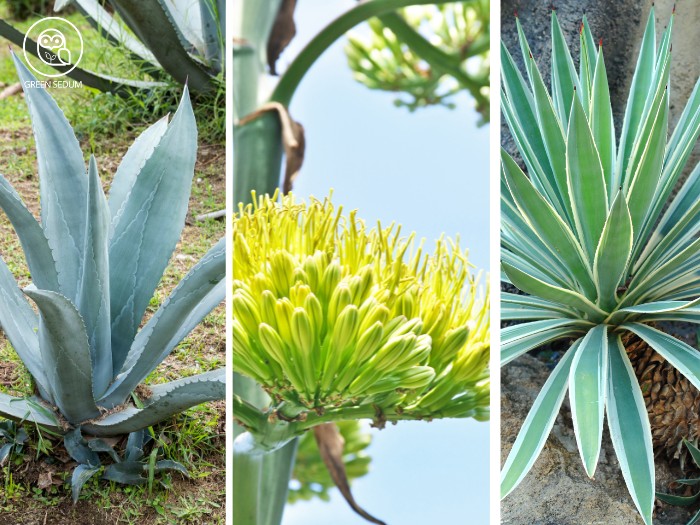 monocarpic Agave