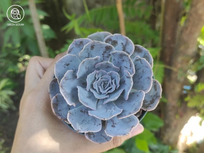 1. The Joy of Caring for Succulents