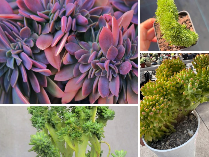 What is a Crested Succulent