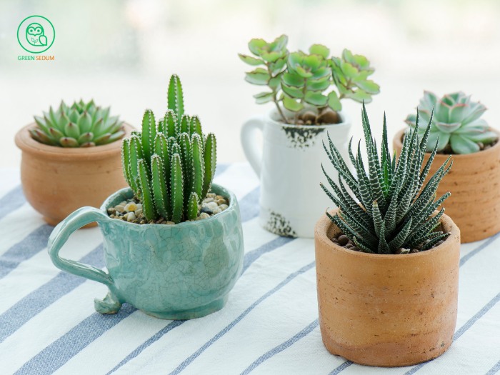 2.1. Choosing the Right Pot - How to Care for Succulents