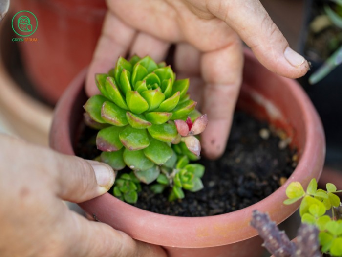 2.2. Care Tips for Succulents_ Focus on the Growing Medium