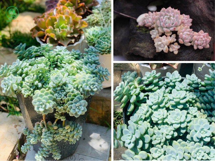 3.2. Properly Arrange Succulents in Your Home for Adequate Light