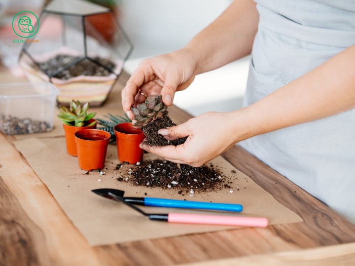 When to Repot_ Should You Trim the Roots