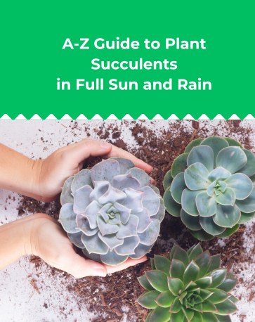 A Z Guide to Plant Succulents in Full Sun and Rain