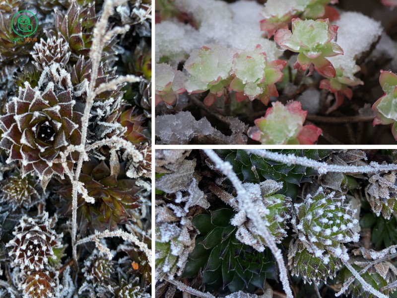 Can Succulents Survive Winter