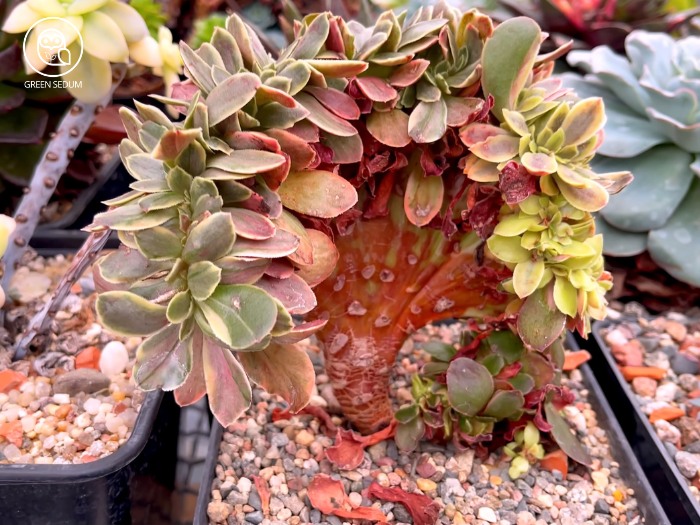 Crested Succulents_ Unique Varieties and Their Characteristics