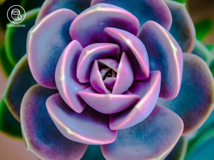 Echeveria 'Perle von Nurnberg'