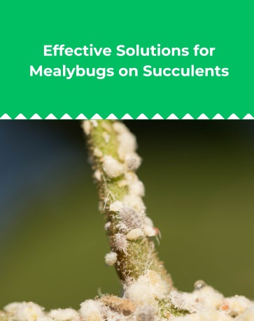 Effective Solutions for Mealybugs on Succulents