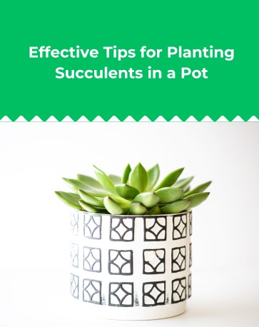 Effective Tips for Planting Succulents in a Pot