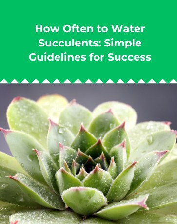 How Often to Water Succulents_ Simple Guidelines for Success