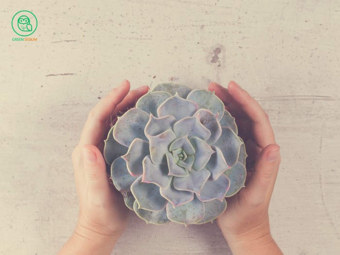 How to Care for Succulents at Home_ A Beginner’s Guide banner