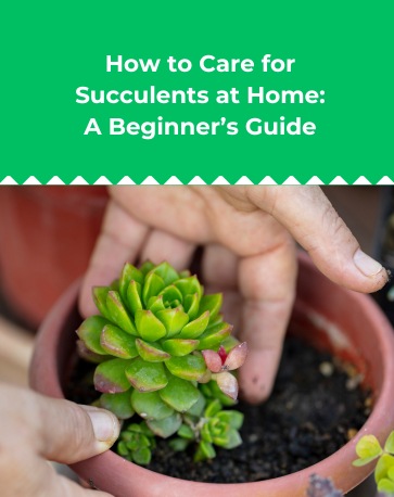 How to Care for Succulents at Home_ A Beginner’s Guide