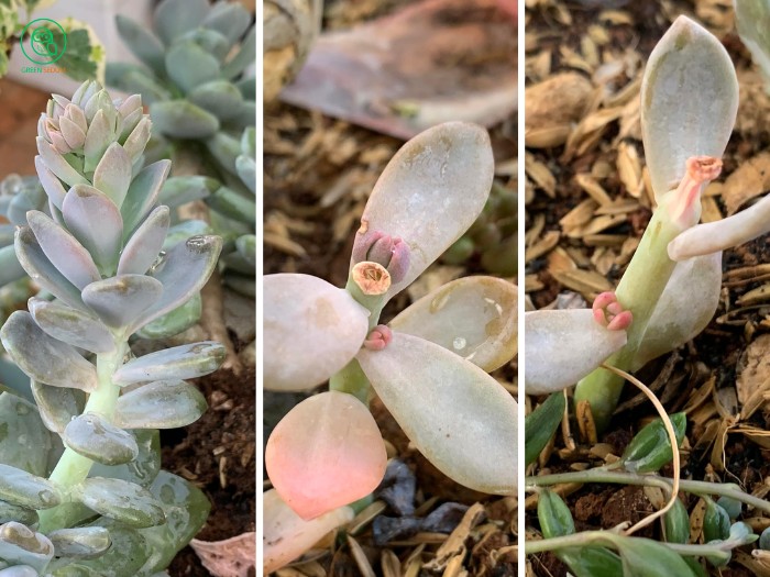 Pruning Leggy Succulents - succulent too tall