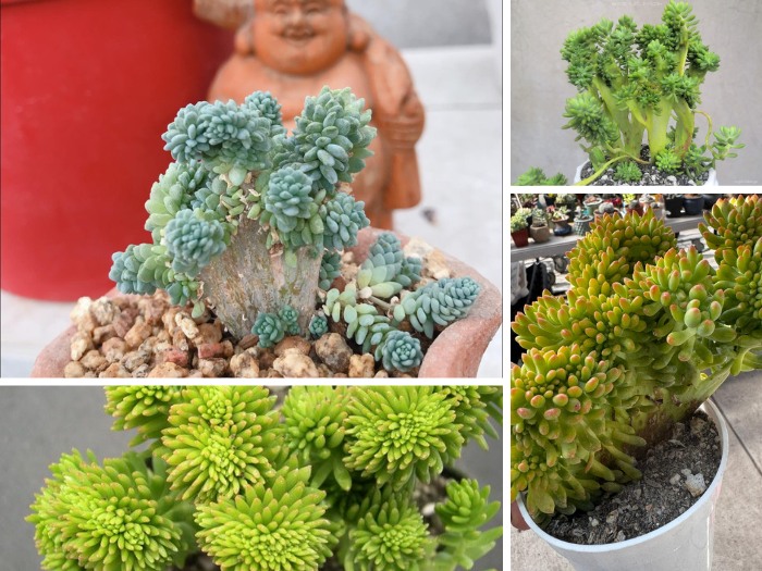 Sedum Crested