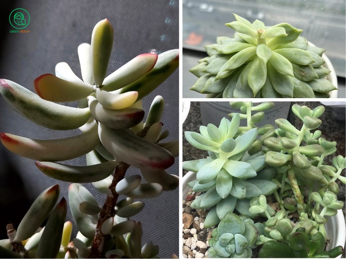 Tips for Dealing with a Succulent Too Tall