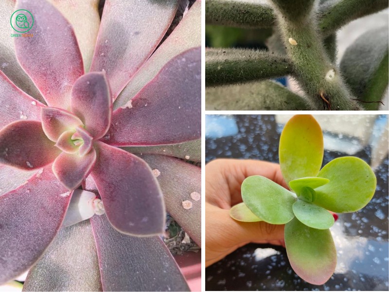 White Powder on Succulents_ What It Means and How to Fix It