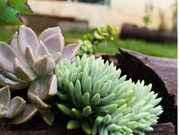 how to water succulents without drainage