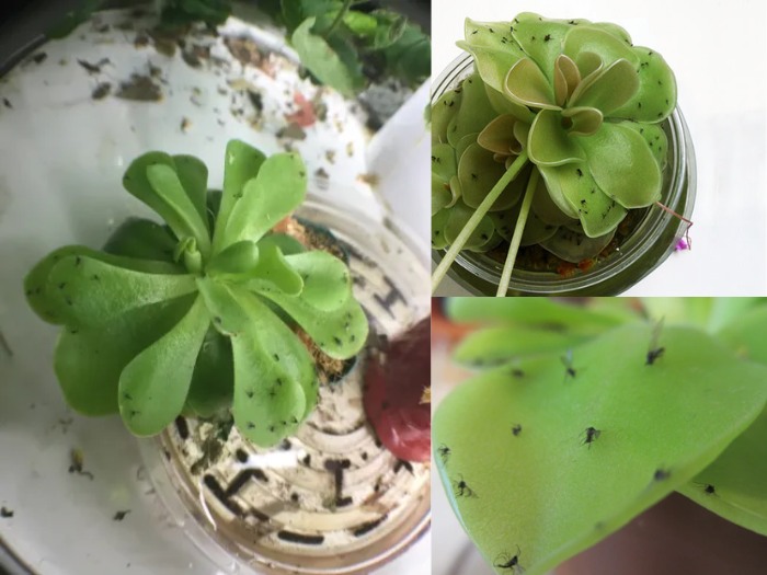 1. Causes of Gnats on Succulents