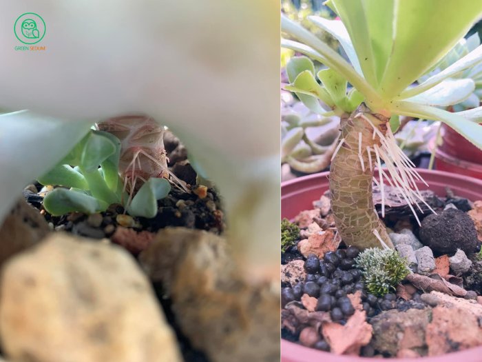 2. How to Care for aerial roots on succulent