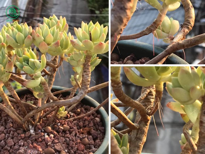 3. Propagating Succulents from on Aerial Roots