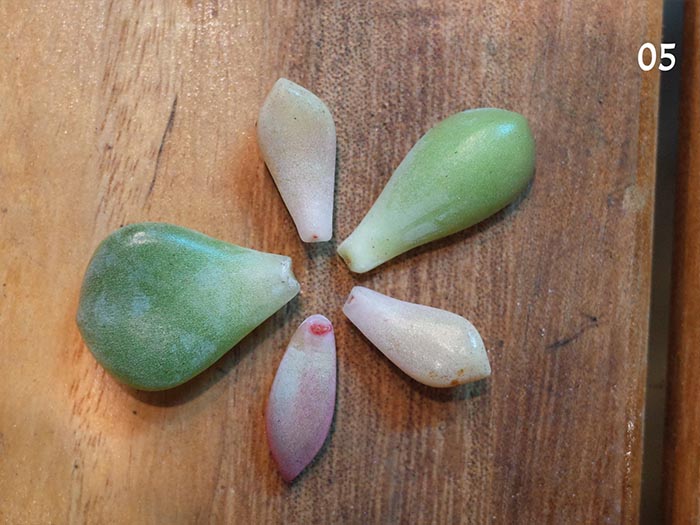 4. Strong Leaves for Propagation