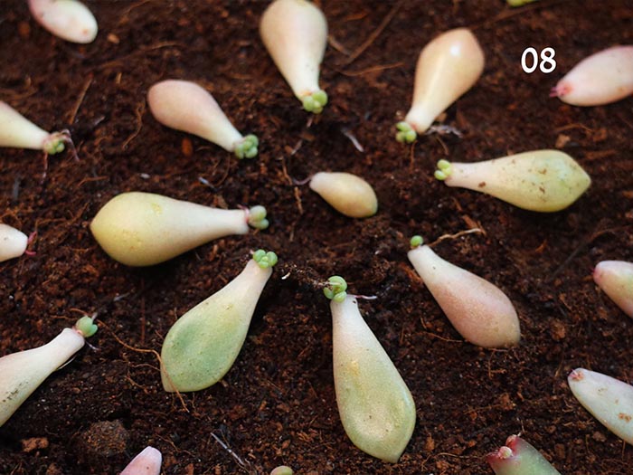 7. Propagating Leaves - Succulent Leaves Falling Off