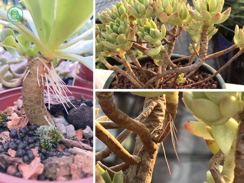 Aerial Roots on Succulents What They Indicate and How to Help