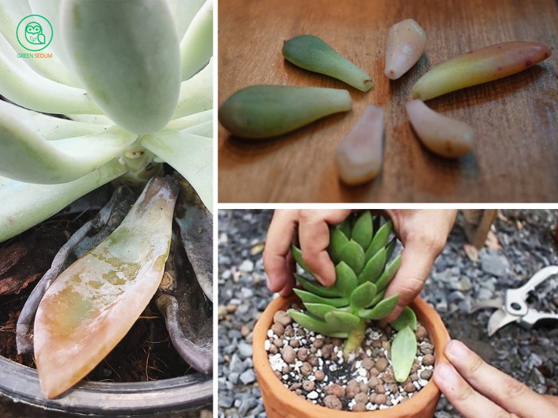 Can Succulent Leaves Falling Off Be Used to Grow New Plants