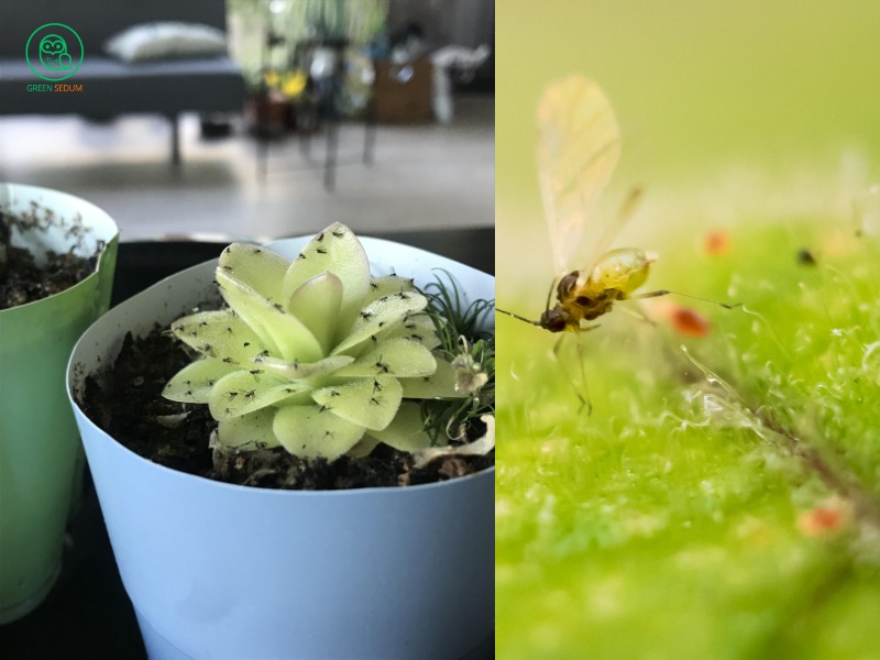 How to Manage Gnats on Succulents Effective Control Tips