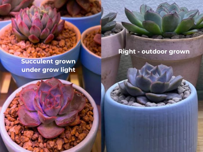 Top 3 Succulent Grow Lights: Boosting Your Indoor Garden’s Vitality 4 Photo by Trụi Thị Trần _ Left_ indoor succulent grown with grow light, Right_ outdoor succulent. Notice the difference in color and growth