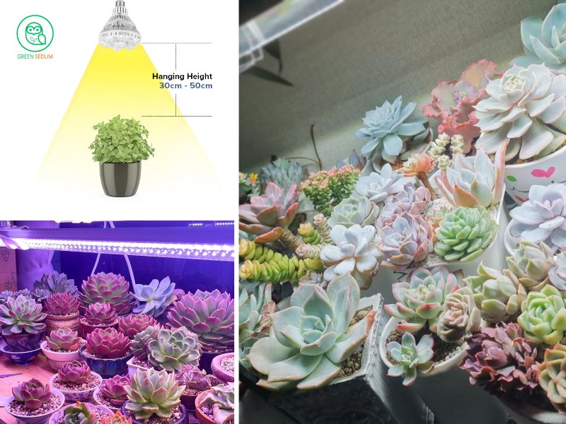 Top 3 Succulent Grow Lights Boosting Your Indoor Garden’s Vitality