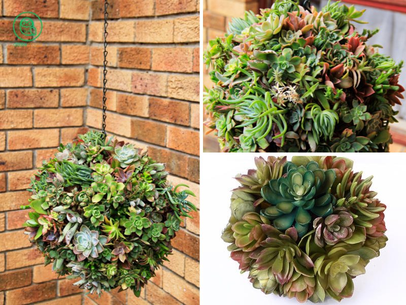 Succulent Ball – A Creative and Elegant Christmas Decoration Idea