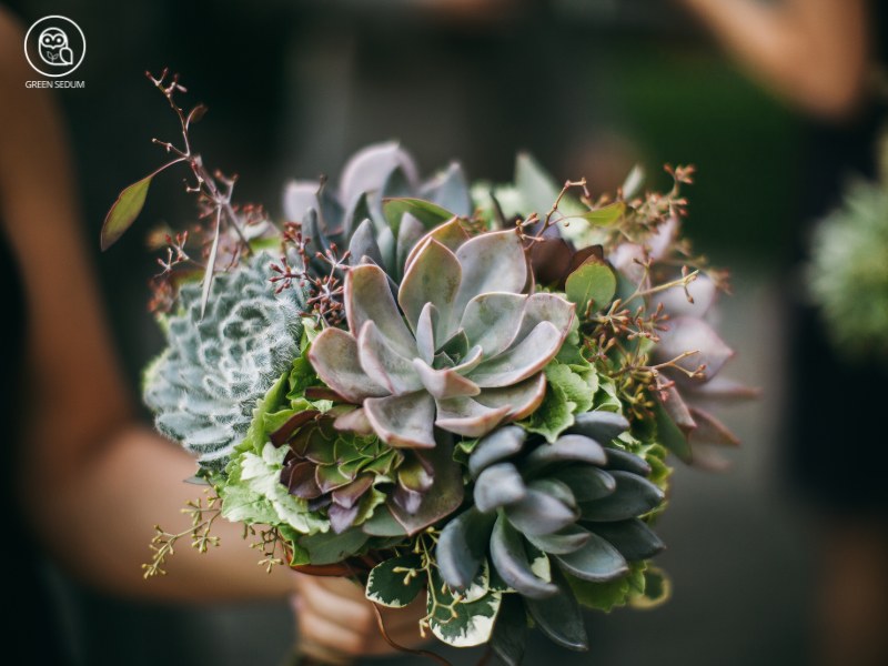 5 Steps to Make a Succulent Wedding Bouquet banner